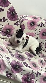 Cucciolo pitbull