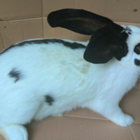 Conigli di razza gigante