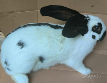 Conigli di razza gigante