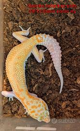 Geco leopardino Raptor