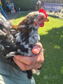 Gallo cocincina nana