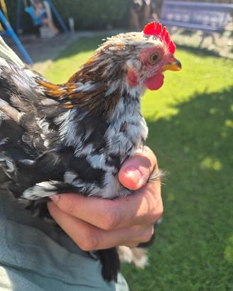 Gallo cocincina nana