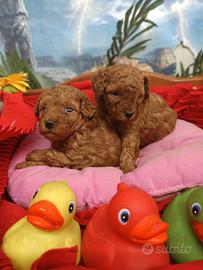 Due Rosse Femminucce Barboncino Taglia Piccola Toy