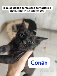 Gattini deliziosi vari colori 2/3 mesi catania