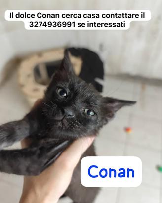 Gattini deliziosi vari colori 2/3 mesi catania