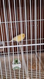 Canarina femmina 2025