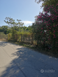 Vendita terreno