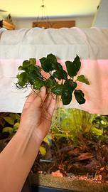 Anubias pianta acquario