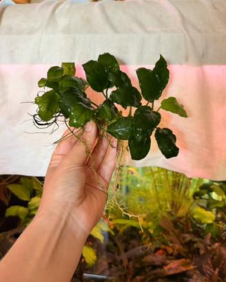 Anubias pianta acquario