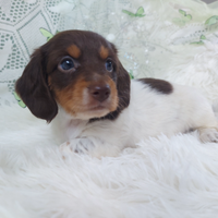 Bassottina pelo lungo