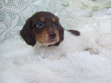 Bassottina pelo lungo