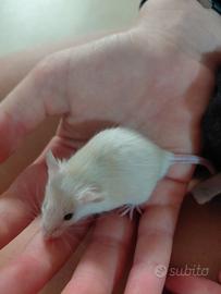 Topi da compagnia mus musculus