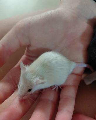 Topi da compagnia mus musculus