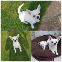 Cuccioli di chihuahua maschi femmine