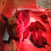 Cuccioli pastore tedesco con pedigree