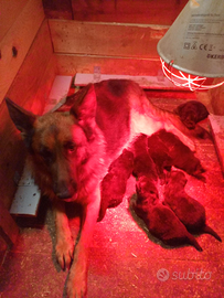 Cuccioli pastore tedesco con pedigree