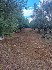 Terreno con 100 alberi ulivo 5000mq2