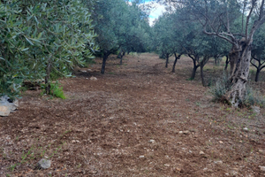 Terreno con 100 alberi ulivo 5000mq2