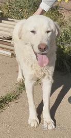 Joy giovane maremmano in adozione