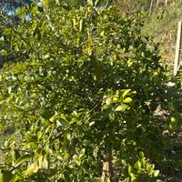 Finger Lime di diverse varieta