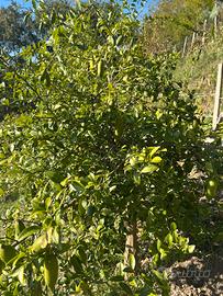 Finger Lime di diverse varieta