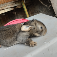 Conigli giganti puri