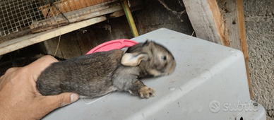 Conigli giganti puri