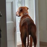 ?? cucciolata di Rhodesian Ridgeback in arrivo