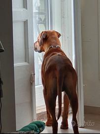 ?? cucciolata di Rhodesian Ridgeback in arrivo