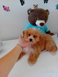 Maltipoo