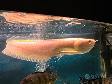 Pesci Predatori Ciclidi