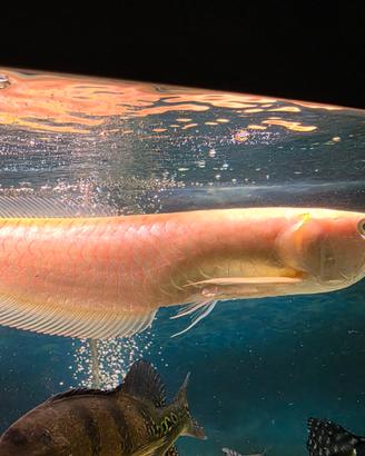 Pesci Predatori Ciclidi