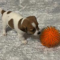 Cuccioli Jack Russell Terrier