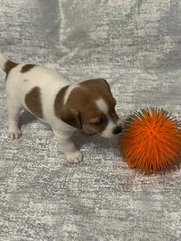 Cuccioli Jack Russell Terrier