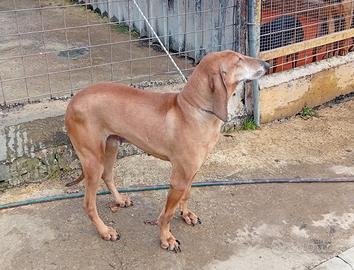 Disponibilità di femmina di segugio italiano