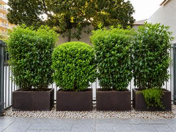 4 fioriere in Corten complete di piante