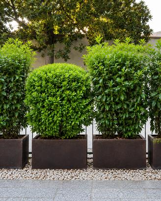 4 fioriere in Corten complete di piante