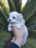 cucciola-di-maltese-piccola