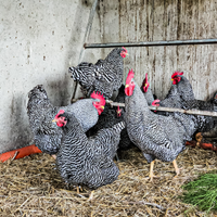 Pulcini di galline amrock