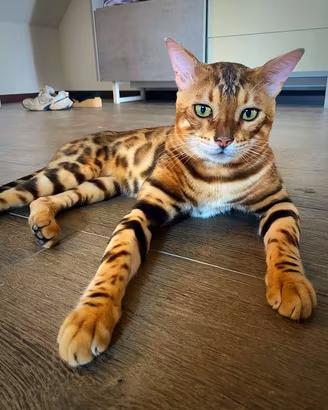 Disponibili cuccioli Gatto del Bengala