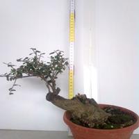 Bonsai di olivastro 