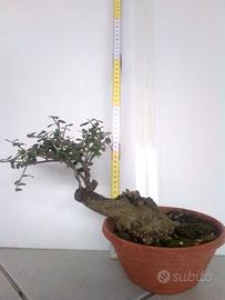 Bonsai di olivastro 