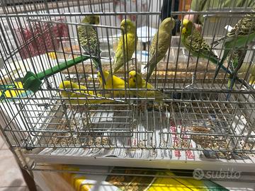 Papagalli cocorite gialli e verdi