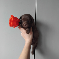 Cucciolo Maltipoo mini toy da borsetta