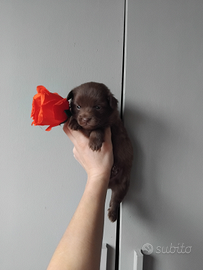 Cucciolo Maltipoo mini toy da borsetta