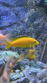 Ciclidi Malawi Labidochromis caeruleus