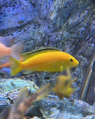 Ciclidi Malawi Labidochromis caeruleus