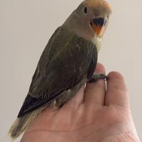 Pappagalli inseparabili roseicollis pulli imbecco