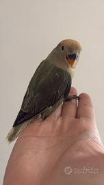 Pappagalli inseparabili roseicollis pulli imbecco