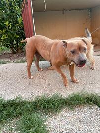 American pitbull terrier